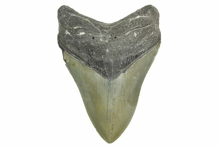 Serrated, Fossil Megalodon Tooth - North Carolina #365994